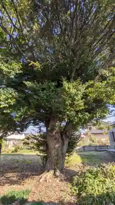 天神社(土田)の自然