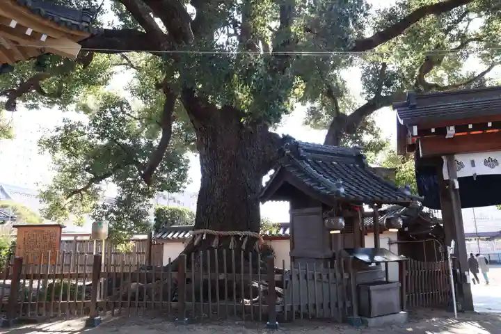 大聖観音寺(あびこ観音)の自然