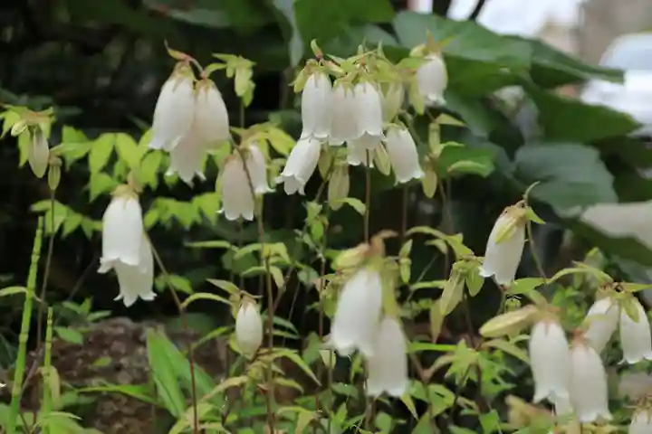 豊景神社の自然