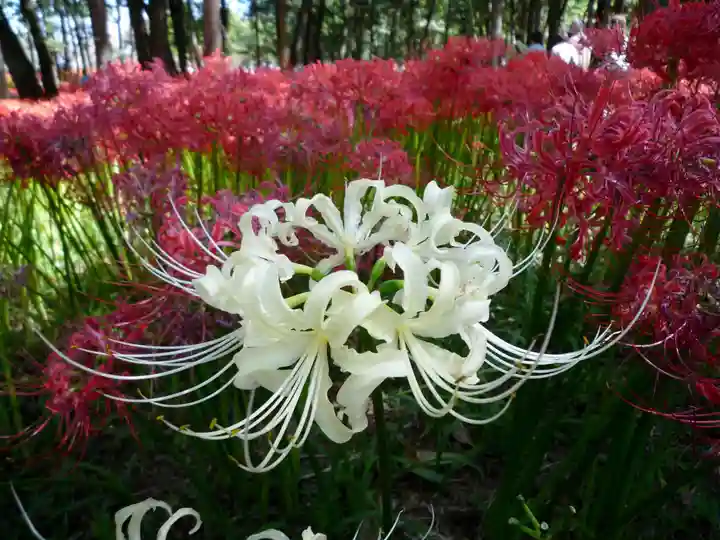 金刀比羅神社の自然