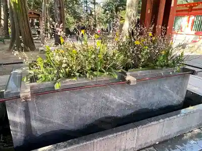 武蔵一宮氷川神社の手水舎