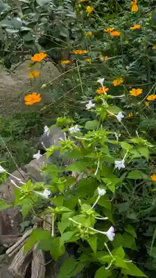 西福寺(京都府)