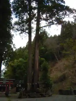 八幡神社の自然