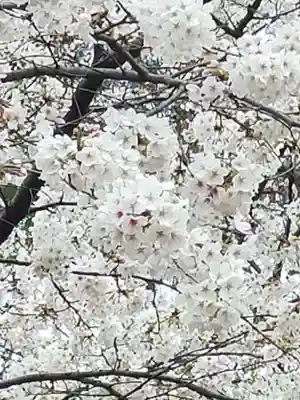 武蔵一宮氷川神社(埼玉県)