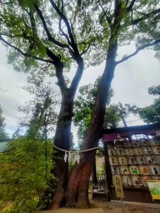 武蔵一宮氷川神社(埼玉県)
