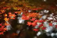 國祖神社の自然