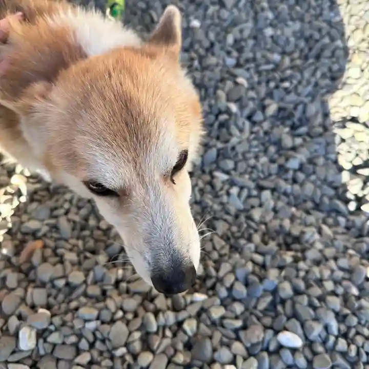 善応寺(栃木県)