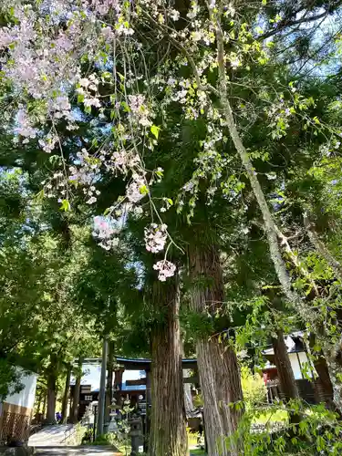 山家神社の自然