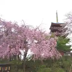 本土寺の自然