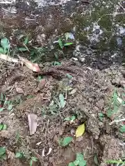 八坂神社（広見東八坂神社）の自然