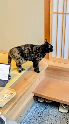 五十稲荷神社(栄寿稲荷神社)の動物