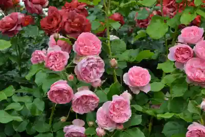 多賀神社(山口県)