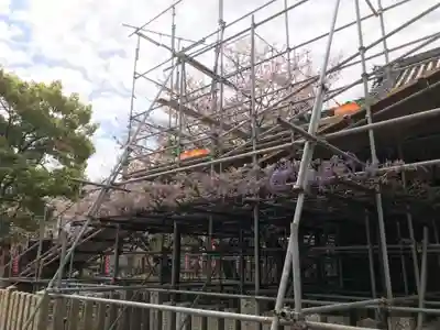 葛井寺(大阪府)