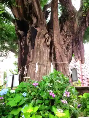 磐井神社(東京都)