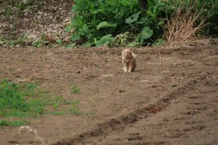 神原田神社の動物