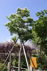 亀戸天神社(東京都)