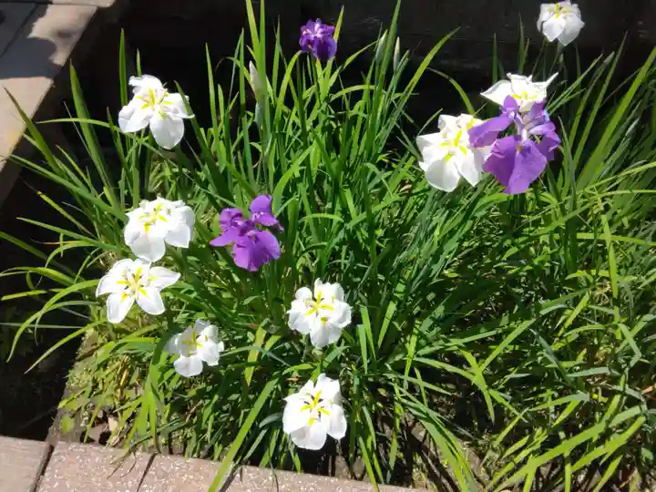 明月院(神奈川県)