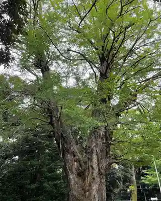 赤坂氷川神社(東京都)