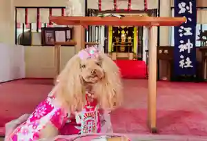 別小江神社の動物(2022年11月05日(土) 11時16分37秒投稿)