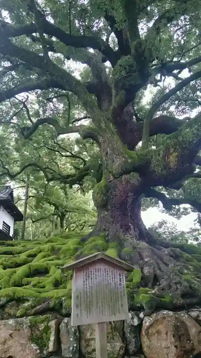 青蓮院門跡の自然