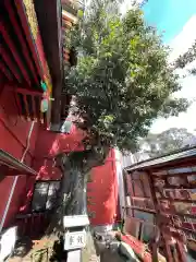 大杉神社の自然