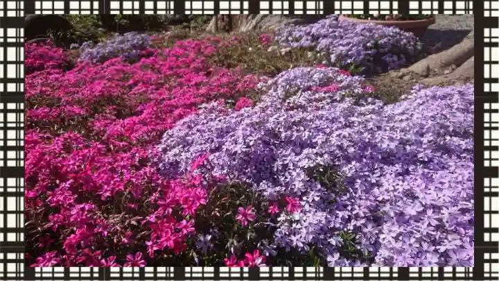 於菊稲荷神社(群馬県)