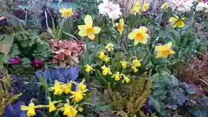 大山祇神社の自然(2022年04月29日(金) 00時08分03秒投稿)