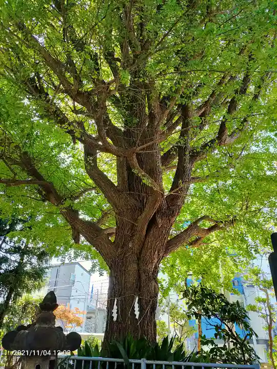 秋葉神社の自然