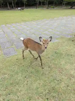 東大寺(奈良県)