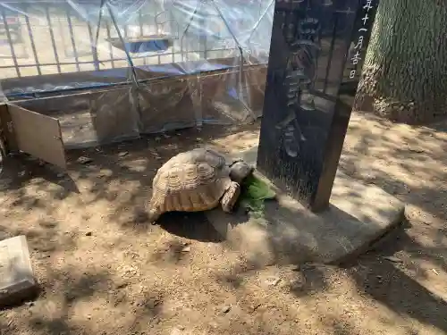越谷香取神社の{uncategorized: "未分類", other: "その他", undefined: "問題あり", building: "その他建物", grave: "お墓", sacred_gate: "鳥居", guardian: "狛犬", statue: "像", buddha: "仏像", history: "歴史", nature: "自然", garden: "庭園", animal: "動物", pagoda: "塔", temizu: "手水舎", mountain_gate: "山門・神門", sanctuary: "本殿・本堂", subordinate: "末社・摂社", art: "芸術", scenery: "景色", jizo: "地蔵", ema: "絵馬", goshuin: "御朱印", omikuji: "おみくじ", items: "授与品その他", amulet: "お守り", goshuincho: "御朱印帳", eats: "食事", festival: "お祭り", votive_dance: "神楽", shichigosan: "七五三参", wedding: "結婚式", experience: "体験その他", initially: "初詣", around: "周辺", anti_infection: "感染症対策"}
