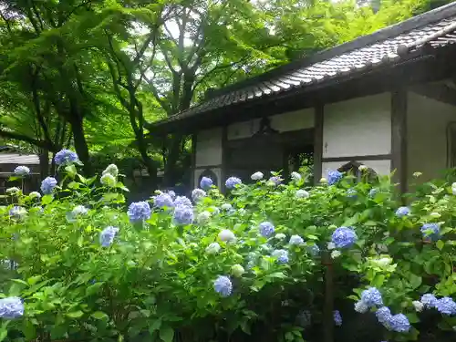 明月院の庭園