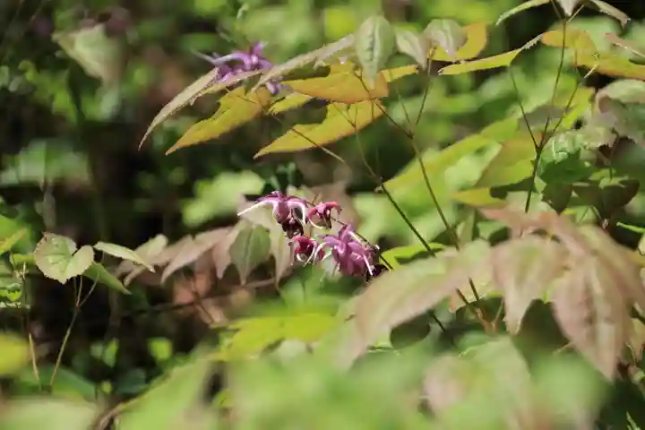 鹿島大神宮の自然