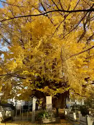 善福寺(東京都)