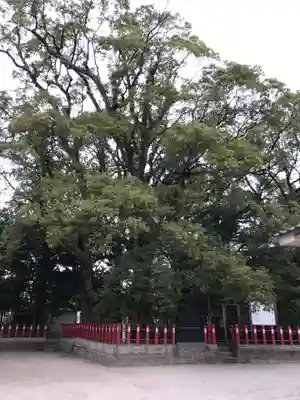 一之宮神社の自然