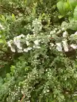 三輪神社の自然