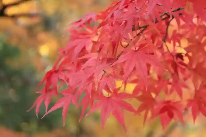 酬恩庵一休寺(京都府)