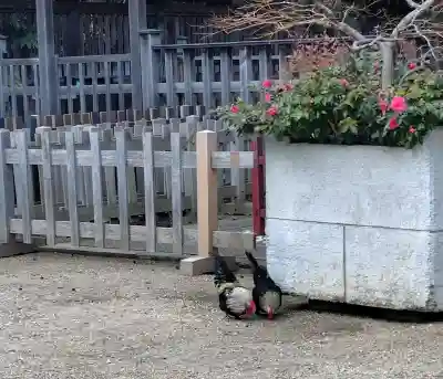 大崎八幡宮の{uncategorized: "未分類", other: "その他", undefined: "問題あり", building: "その他建物", grave: "お墓", sacred_gate: "鳥居", guardian: "狛犬", statue: "像", buddha: "仏像", history: "歴史", nature: "自然", garden: "庭園", animal: "動物", pagoda: "塔", temizu: "手水舎", mountain_gate: "山門・神門", sanctuary: "本殿・本堂", subordinate: "末社・摂社", art: "芸術", scenery: "景色", jizo: "地蔵", ema: "絵馬", goshuin: "御朱印", omikuji: "おみくじ", items: "授与品その他", amulet: "お守り", goshuincho: "御朱印帳", eats: "食事", festival: "お祭り", votive_dance: "神楽", shichigosan: "七五三参", wedding: "結婚式", experience: "体験その他", initially: "初詣", around: "周辺", anti_infection: "感染症対策"}
