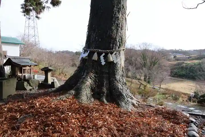 阿久津「田村神社」(郡山市阿久津町)旧社名:伊豆箱根三嶋三社の自然