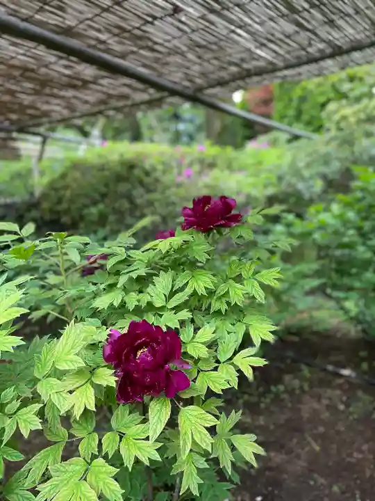 東長谷寺 薬王院(東京都)