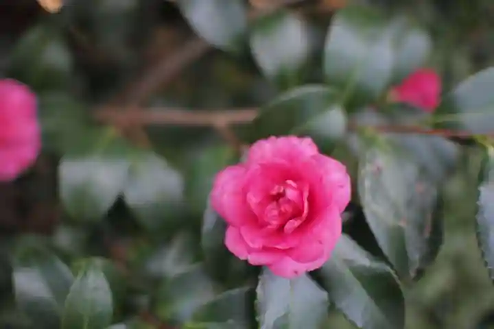 浜松八幡宮の自然