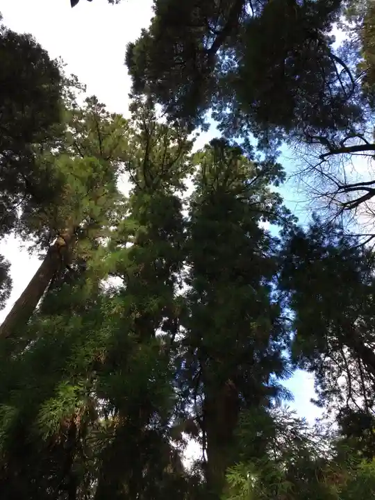 高千穂神社の自然