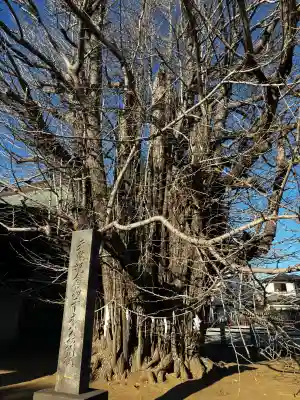 葛飾八幡宮の{uncategorized: "未分類", other: "その他", undefined: "問題あり", building: "その他建物", grave: "お墓", sacred_gate: "鳥居", guardian: "狛犬", statue: "像", buddha: "仏像", history: "歴史", nature: "自然", garden: "庭園", animal: "動物", pagoda: "塔", temizu: "手水舎", mountain_gate: "山門・神門", sanctuary: "本殿・本堂", subordinate: "末社・摂社", art: "芸術", scenery: "景色", jizo: "地蔵", ema: "絵馬", goshuin: "御朱印", omikuji: "おみくじ", items: "授与品その他", amulet: "お守り", goshuincho: "御朱印帳", eats: "食事", festival: "お祭り", votive_dance: "神楽", shichigosan: "七五三参", wedding: "結婚式", experience: "体験その他", initially: "初詣", around: "周辺", anti_infection: "感染症対策"}