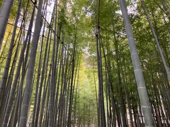 報国寺(神奈川県)