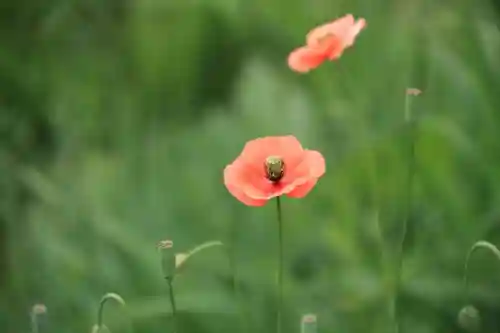 阿久津「田村神社」（郡山市阿久津町）旧社名：伊豆箱根三嶋三社の自然