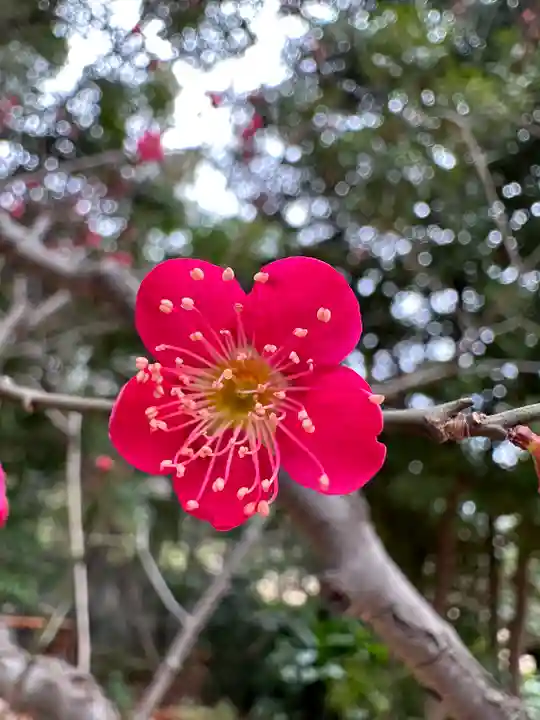 芝東照宮の自然