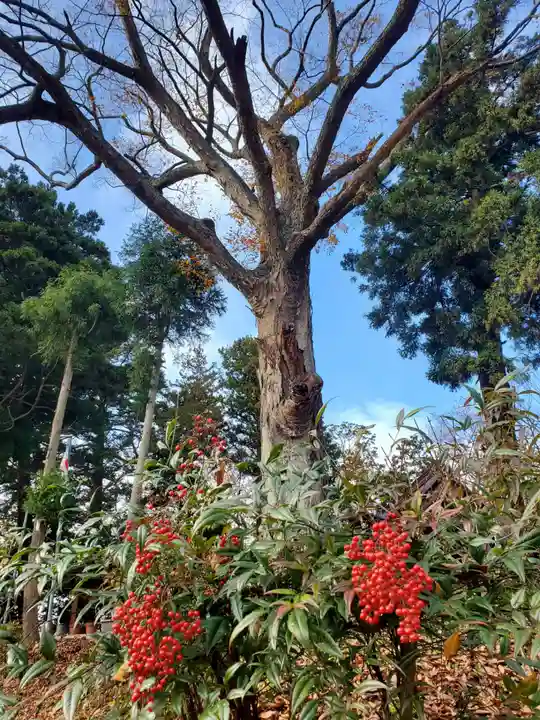 阿久津「田村神社」(郡山市阿久津町)旧社名:伊豆箱根三嶋三社(福島県)