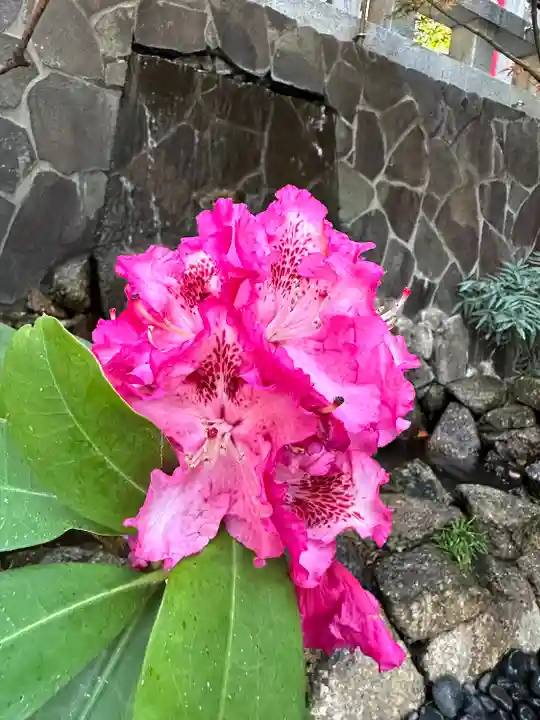 東京大神宮(東京都)