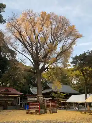 平塚八幡宮(神奈川県)