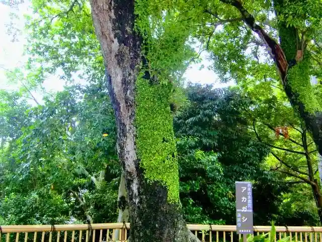 師岡熊野神社の自然