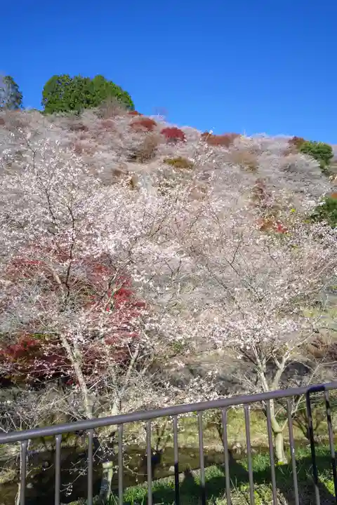 川見薬師寺の自然